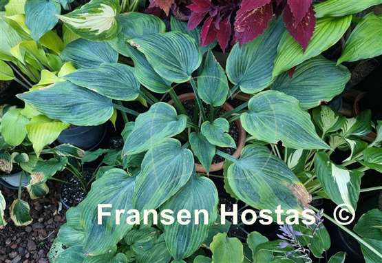 Hosta Devil's Advocate